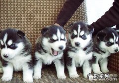 流浪犬泛滥成灾有什么难题