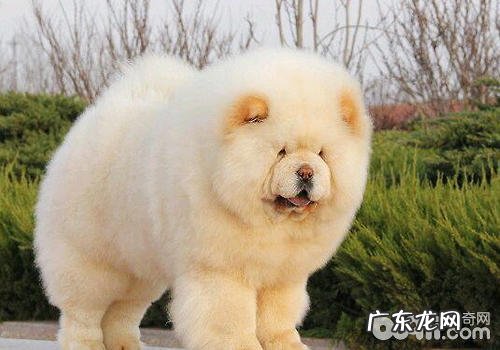 松狮狗性子怎么样