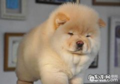 松狮狗性子怎么样