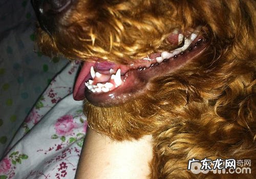 小狗比较严重缺钙怎么办