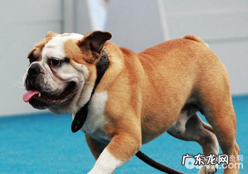 小狗比较严重缺钙怎么办