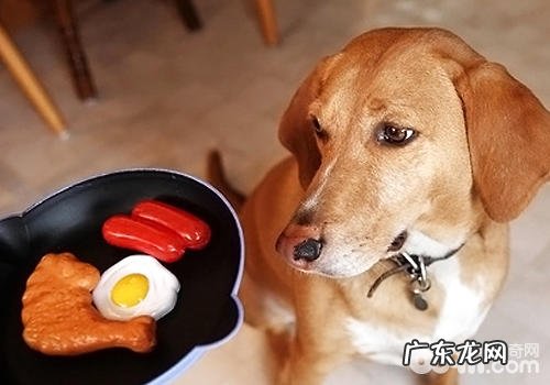 小狗比较严重缺钙怎么办