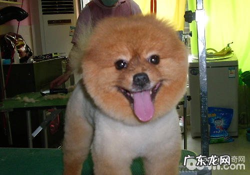 怎样更性价比高的给自己的狗狗美容