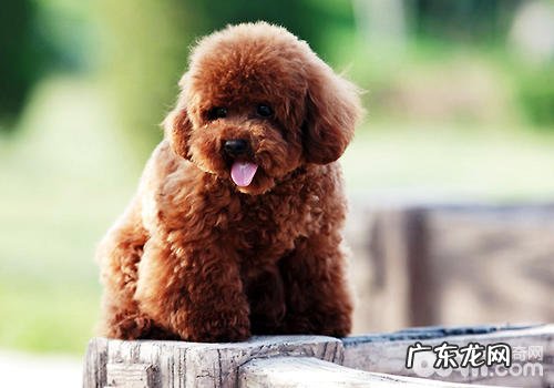 为何有时候小狗挑选曲线图走动