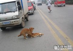 小狗出车祸该怎么办