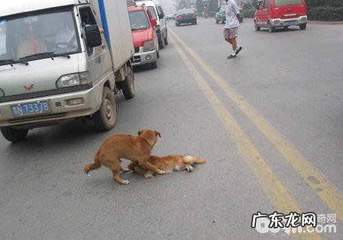 小狗出车祸该怎么办