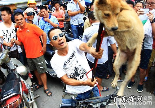 怎样解决欠佳狗贩“威协”卖狗