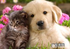 猫和狗咪是不是与生俱来就对立