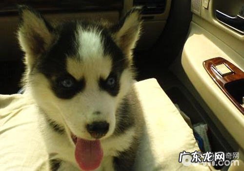 小狗搭车有什么注重