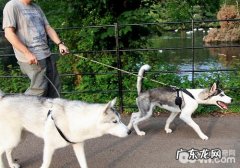 人遛猫遛狗還是狗遛人？