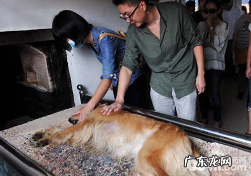 小狗是不是该有自身的公墓