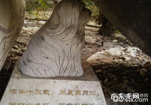 小狗是不是该有自身的公墓