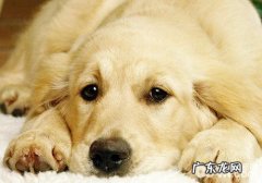 租赁宠物犬对小狗是不是有影响