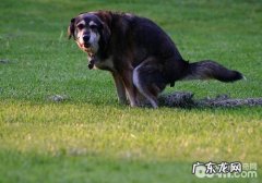 根据检验DNA治理小狗乱丢垃圾