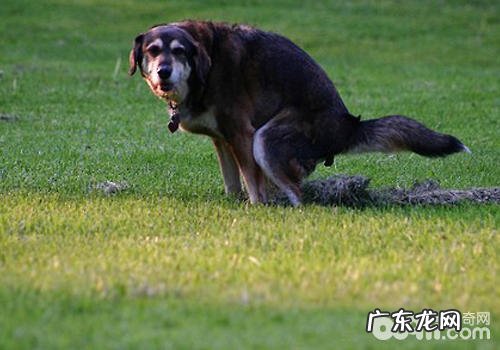 根据检验DNA治理小狗乱丢垃圾