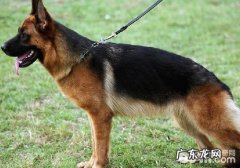 德国牧羊犬容不易贴近