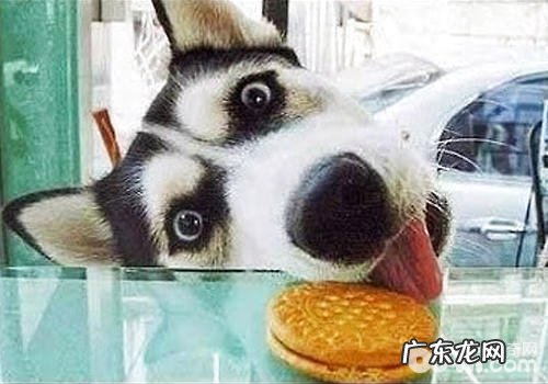 为何金毛的胃肠不好