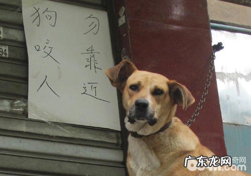 小狗到底是该饲养還是散养