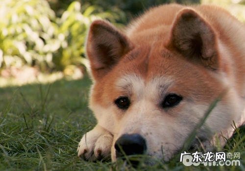 秋田犬的智力如何