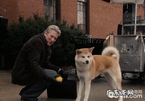 秋田犬的智力如何