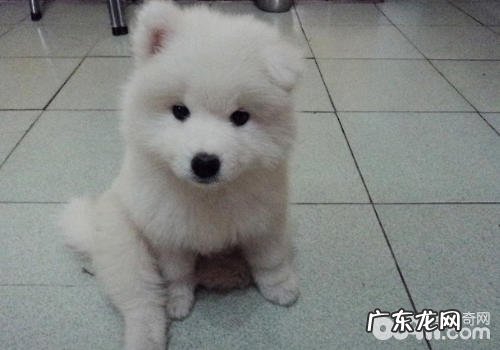 雪地三傻有什么特性