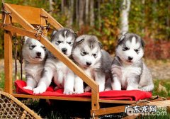 雪地三傻有什么特性