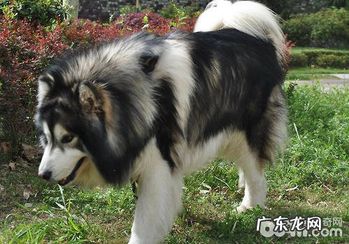 雪地三傻有什么特性