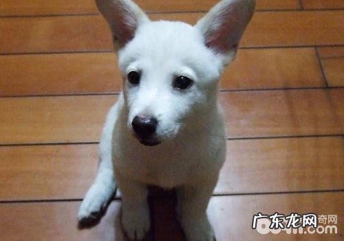 火锅串串犬有什么特性