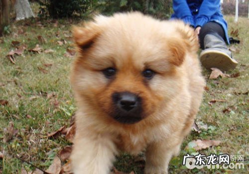 火锅串串犬有什么特性