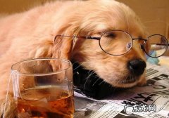 怎样促进小狗一切正常发情期