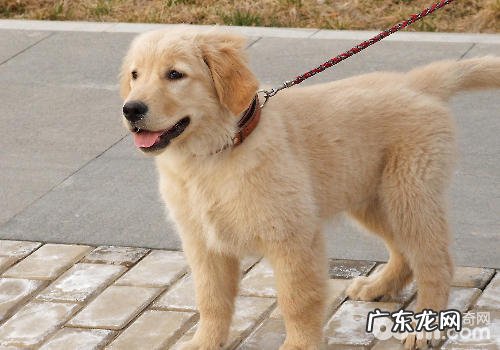 如何正确地在住宅小区遛猫遛狗