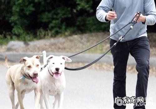 小狗一直横冲直闯该怎么办