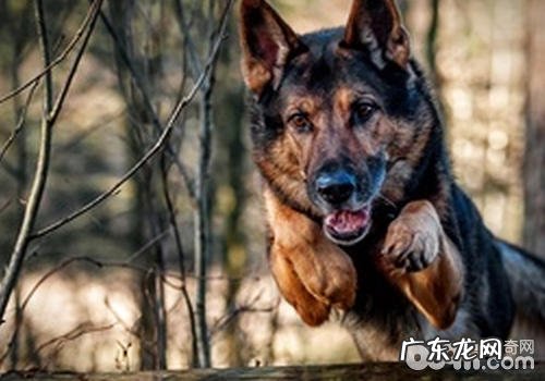 小狗一直横冲直闯该怎么办