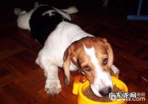 怎么知道是不是给小狗吃多了