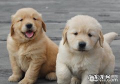 怎么知道是不是给小狗吃多了