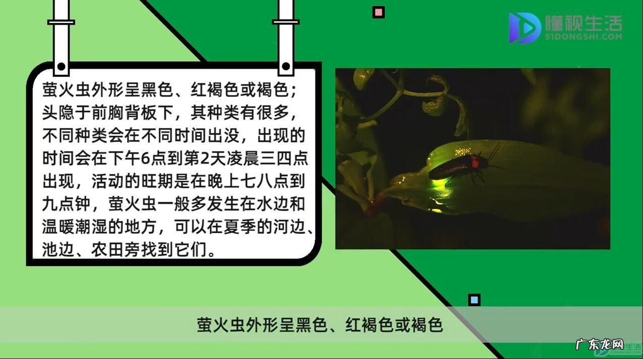 阴天萤火虫多还是晴天多？ 萤火虫下雨时会出现吗