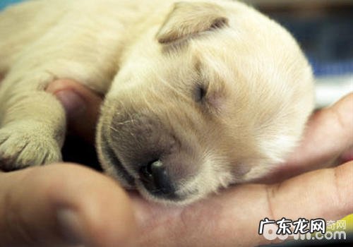 孤单的金毛会出现如何的主要表现