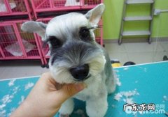 【美容护肤攻略大全】怎样为小型狗做简易的美容护肤