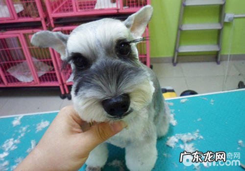 【美容护肤攻略大全】怎样为小型狗做简易的美容护肤
