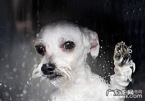 【美容护肤攻略大全】怎样为小型狗做简易的美容护肤