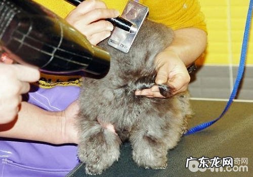 【美容护肤攻略大全】怎样为小型狗做简易的美容护肤