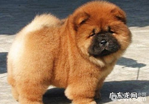 藏獒变松狮——买狗留意什么难题避免 上当受骗