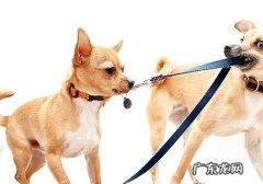 训练小狗要留意什么标准