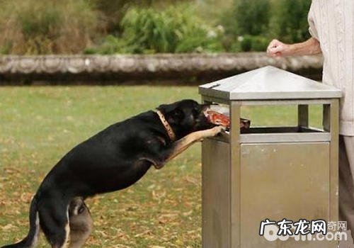 训练小狗要留意什么标准