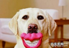 小狗口腔保健有什么错误观念