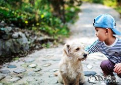 遇上小狗要留意什么难题