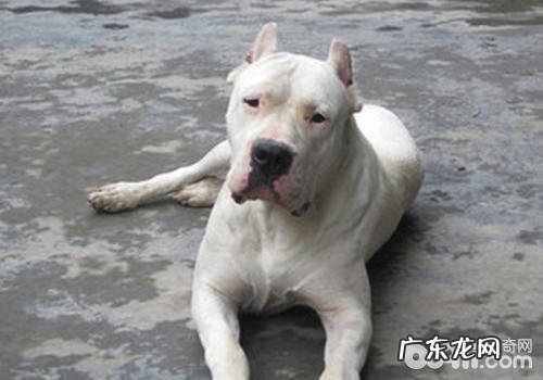 杜高犬性子如何