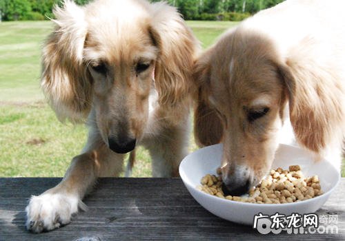 小狗一天吃是多少犬粮