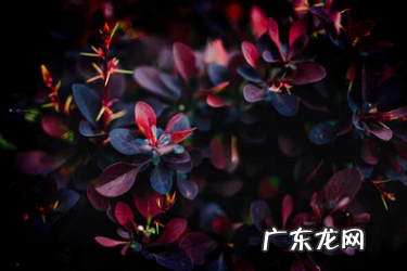 拼多多刚开店一个访客都没有 淘宝开店没有访客怎么办?如何解决?淘宝新店一般访客多少