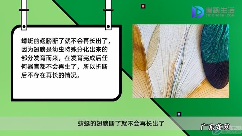 蜻蜓的寿命只有24小时? 蜻蜓翅膀断了还能长吗